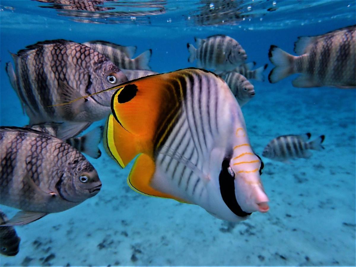 2 Nuits Insolites & 1 Excursion Voile A Bord Du Voilier Mori Ora Moorea Ngoại thất bức ảnh