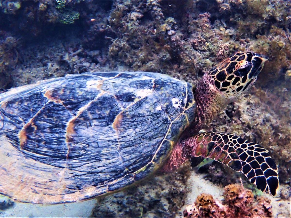 2 Nuits Insolites & 1 Excursion Voile A Bord Du Voilier Mori Ora Moorea Ngoại thất bức ảnh