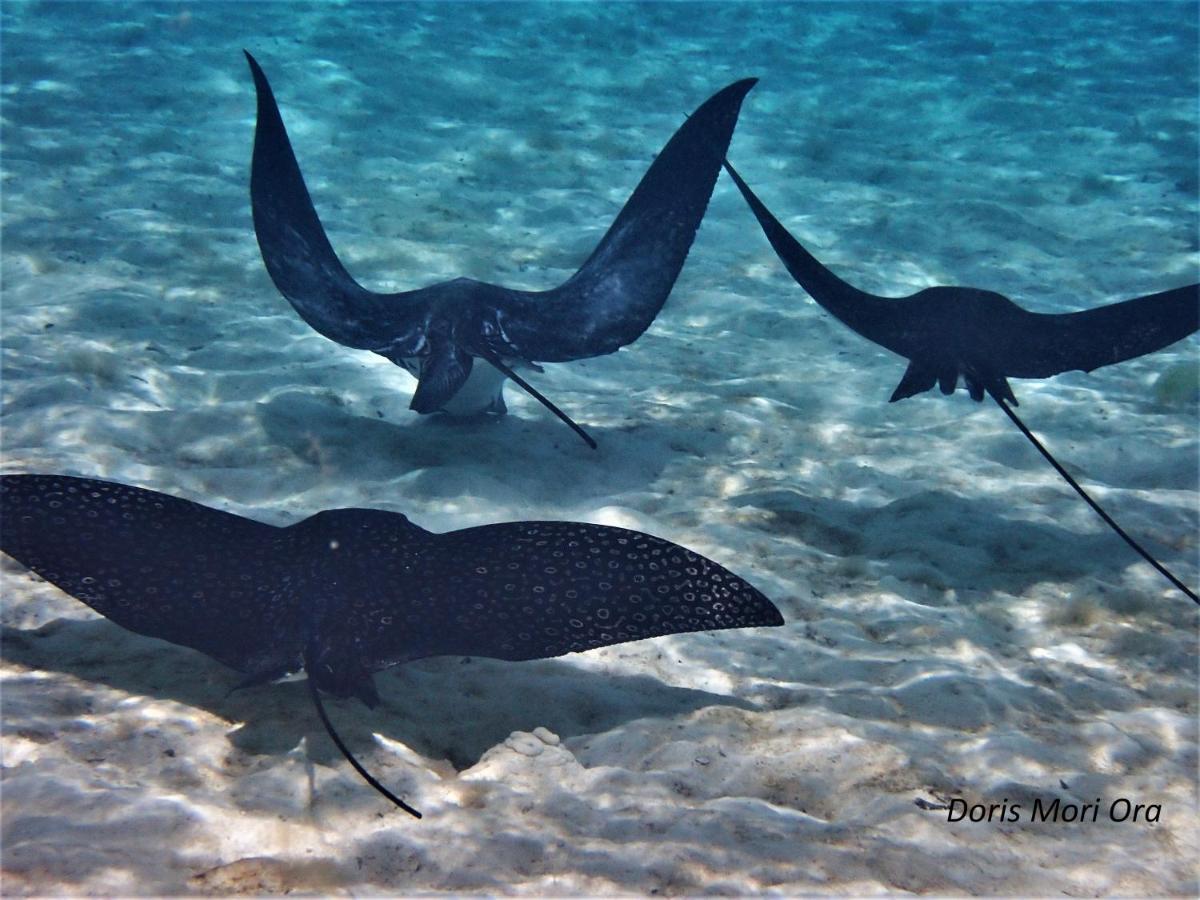 2 Nuits Insolites & 1 Excursion Voile A Bord Du Voilier Mori Ora Moorea Ngoại thất bức ảnh